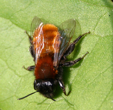 Hummel-auf-Blatt.jpg